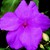 Impatiens_impatiens_walleriana_shimmer_tm_lilac-1.small