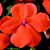 Impatiens_impatiens_walleriana_shimmer_tm_orange-1.small