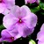 Impatiens_impatiens_walleriana_shimmer_tm_pink-1.small