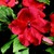 Impatiens_impatiens_walleriana_shimmer_tm_red-1.small
