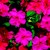 Impatiens_impatiens_walleriana_shimmer_tm_rose-1.small