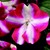 Impatiens_impatiens_walleriana_shimmer_tm_rose_star-1.small