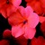 Impatiens_impatiens_walleriana_shimmer_tm_salmon-1.small