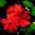 Impatiens_impatiens_walleriana_shimmer_tm_scarlet-1.small