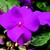 Impatiens_impatiens_walleriana_shimmer_tm_violet-1.small