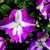 Impatiens_impatiens_walleriana_shimmer_tm_violet_star-1.small