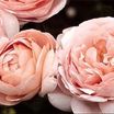 Modern_roses_rosa_ambridge_rose_pp_8679-1.thumb