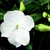 Impatiens_impatiens_walleriana_shimmer_tm_white-1.small