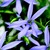 Annuals_laurentia_axillaris_starshine_tm_blue-1