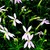 Annuals_laurentia_axillaris_starshine_tm_pink-1