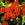 Yarrow: Achillea millefolium 'Paprika'