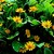 Annuals_melampodium_paludosum_medallion_tm_golden_yellow-1