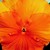 Pansies_viola_x_wittrockiana_clear_sky_tm_deep_orange-1