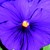 Pansies_viola_x_wittrockiana_clear_sky_tm_purple-1