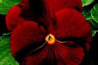 Pansies_viola_x_wittrockiana_clear_sky_tm_red-1