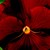 Pansies_viola_x_wittrockiana_clear_sky_tm_red-1