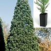Trees and Shrubs