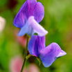 Sweet_peas_lathyrus_odoratus_lord_nelson-1