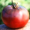 Tomatoes_lycopersicon_x_cherokee_purple-1