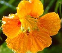 Nasturtium, 'Golden Gleam'