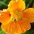 Nasturtiums: Tropaeolum majus 'Golden Gleam'