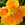 Nasturtiums: Tropaeolum majus 'Golden Gleam'