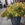 Container Gardening