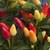 Peppers_capsicum_frutescens_explosive_tm_blast-1.small
