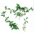 Thyme_thymus_herba_barona-1.small