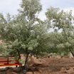 Garden Design