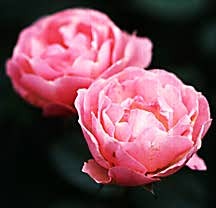Rose, Antique Floribunda 'La Marne' (1915)