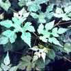 Perennials_ampelopsis_aconitifolia-1