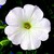 Petunias_petunia_pendula_plush_tm_white-1