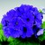 Primulas_primula_obconica_embrace_tm_deep_blue-1