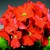 Primulas_primula_obconica_embrace_tm_deep_orange-1