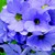 Primulas_primula_obconica_embrace_tm_light_blue-1