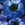 Bulbs_anemone_coronaria_blue_poppy-1.sprite