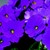 Primulas_primula_obconica_embrace_tm_lilac-1
