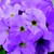 Primulas_primula_obconica_embrace_tm_pink-1