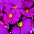 Primulas_primula_obconica_embrace_tm_rose-1
