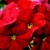 Primulas_primula_obconica_embrace_tm_scarlet-1