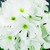 Primulas_primula_obconica_embrace_tm_white-1