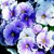 Primulas_primula_obconica_grace_tm_blue_white_bicolor-1