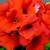 Primulas_primula_obconica_grace_tm_deep_orange-1