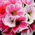Primulas_primula_obconica_grace_tm_orange_bicolor-1