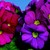 Primulas_primula_obconica_grace_tm_purple-1
