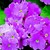 Primulas_primula_obconica_grace_tm_rose-1