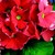 Primulas_primula_obconica_grace_tm_scarlet-1
