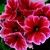 Primulas_primula_obconica_grace_tm_scarlet_picotee-1