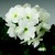 Primulas_primula_obconica_grace_tm_white-1